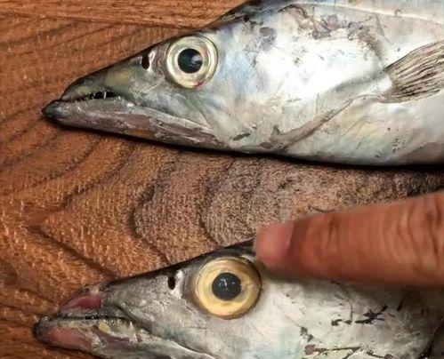 养国产猛鱼小视频,小视频揭秘生态养殖魅力