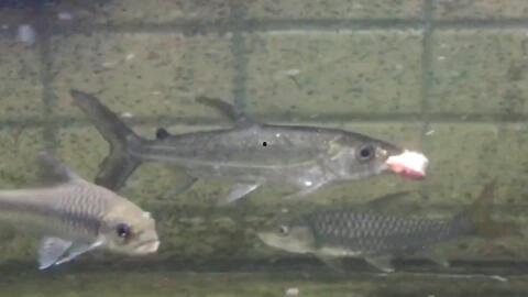 养国产猛鱼小视频,小视频揭秘生态养殖魅力