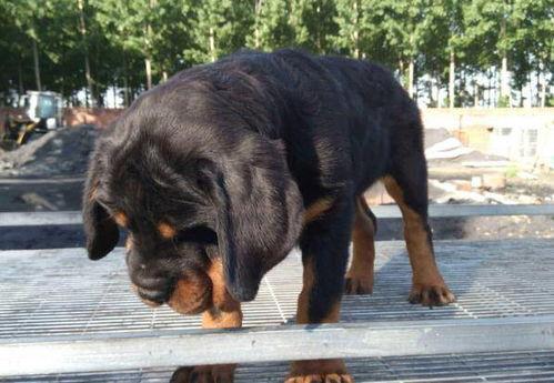 国产大狗狗视频播放