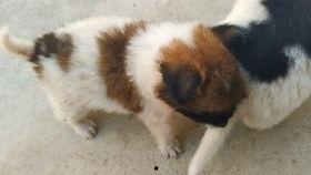 国产大狗狗视频播放