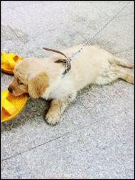 国产大狗狗视频播放