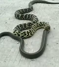 滑鼠蛇是国产蛇吗视频,揭秘滑鼠蛇的独特魅力