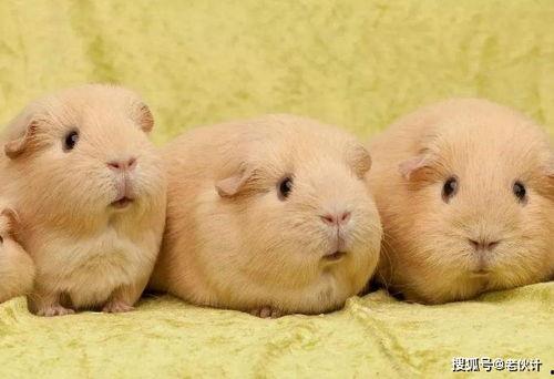 国产荷兰猪怎么洗澡视频,国产萌宠洗护教程