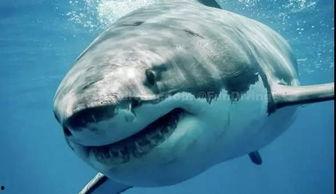 国产大鲨评测视频大全,性能解析与驾驶体验全揭秘 第1张 国产大鲨评测视频大全,性能解析与驾驶体验全揭秘 第1张