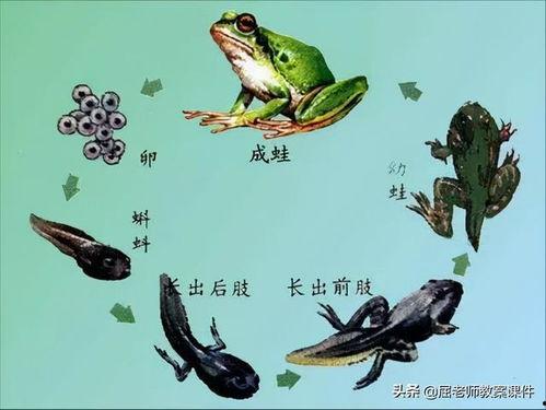 国产蝌蚪视频页,探索创意无限的内容世界